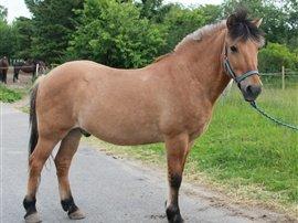 Anden særlig race Thor billede 15