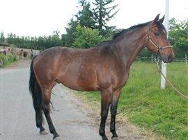 Dansk Varmblod Unikum billede 16