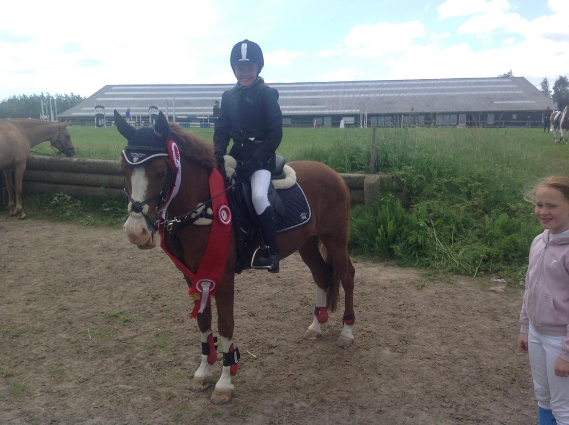 Anden særlig race Pretty Boy - SOLGT - Thorsø Cup billede 2