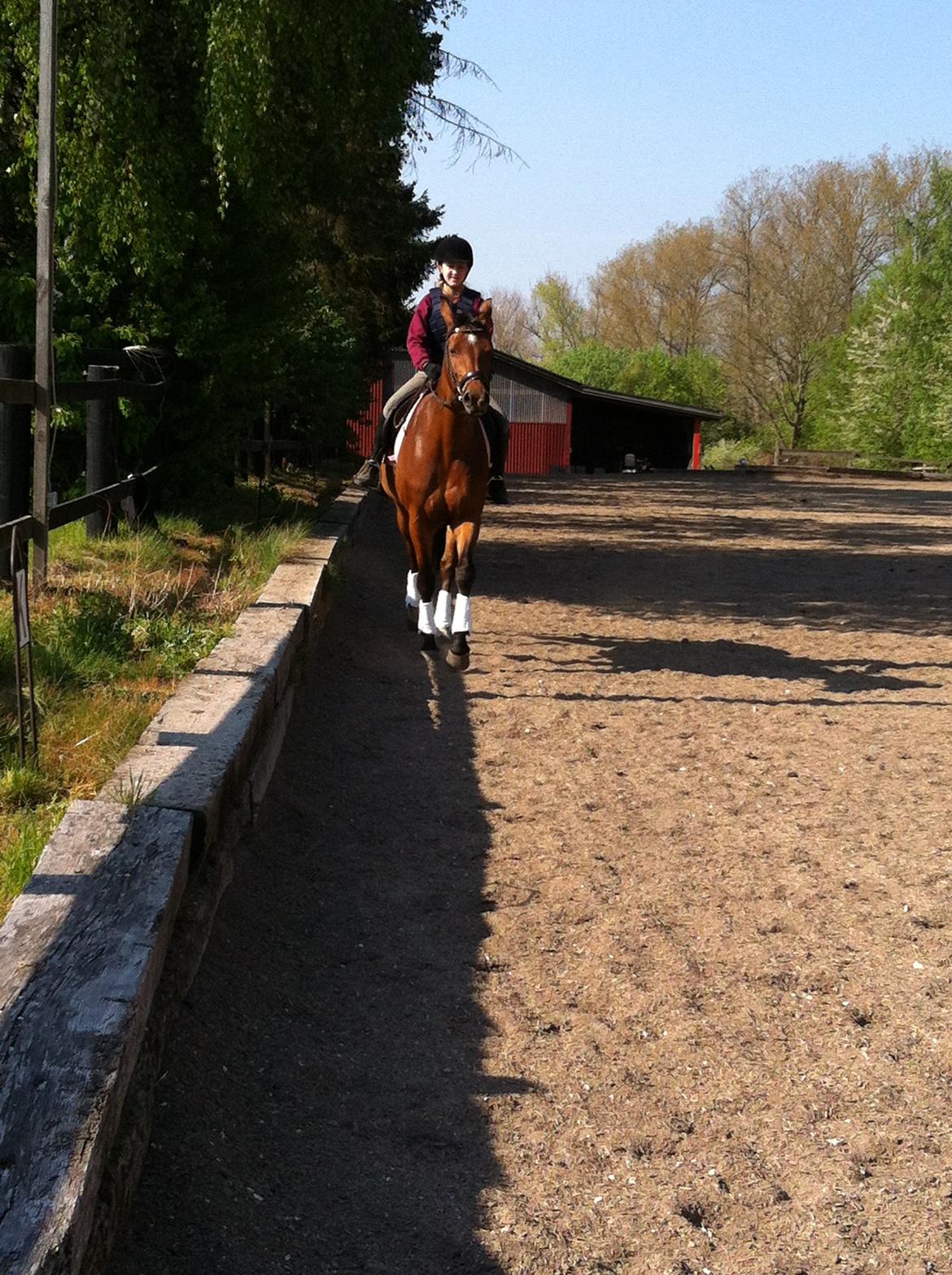 Dansk Varmblod Alexis billede 11