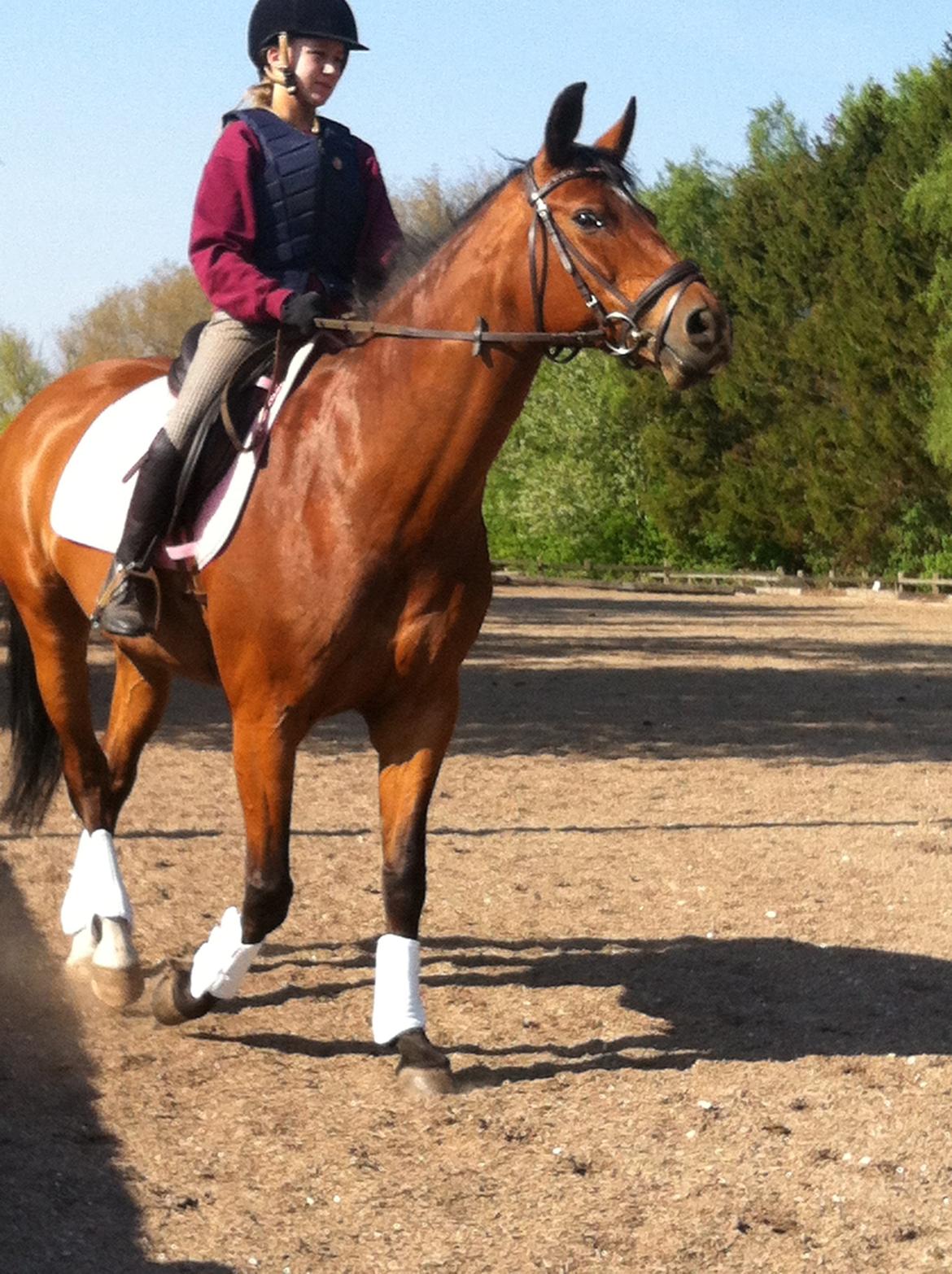 Dansk Varmblod Alexis billede 12