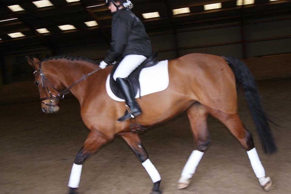 Dansk Varmblod Alexis billede 14