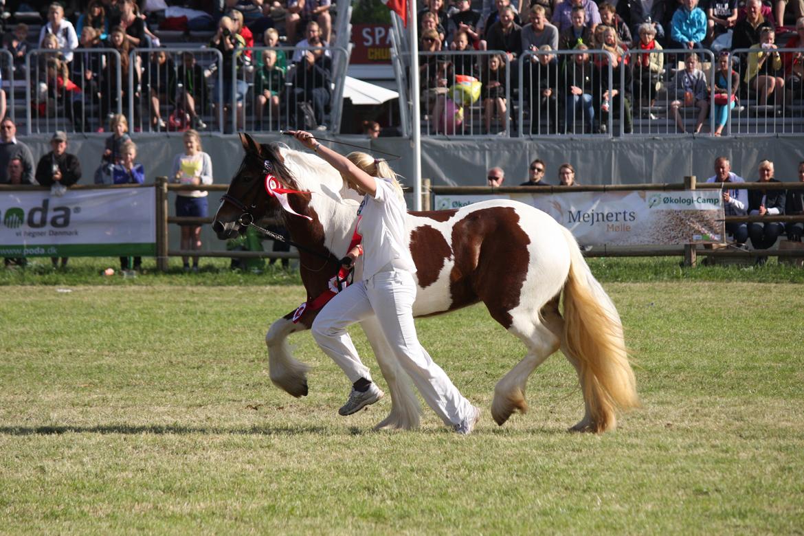 Tinker Satin´s Juvena - Roskilde Dyrskue 2013. Skuet bedste 2 års hoppe på tværs af 19 racer. billede 20