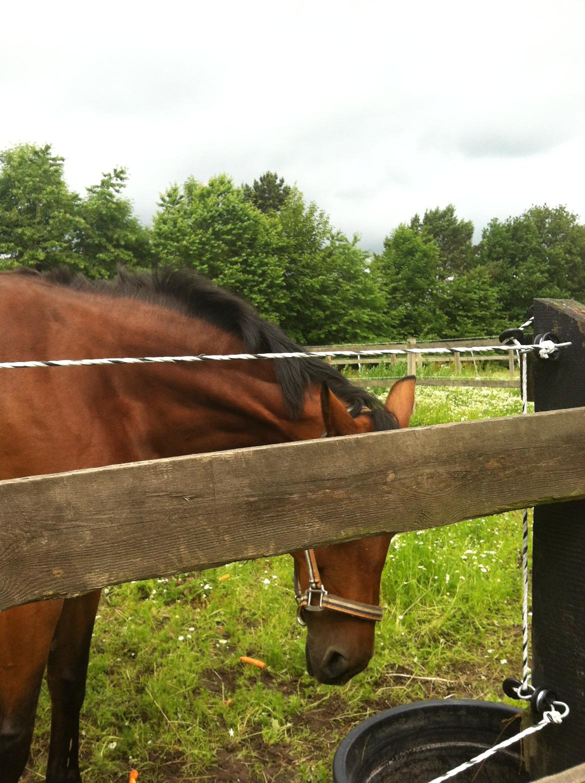 Dansk Varmblod Alexis billede 19