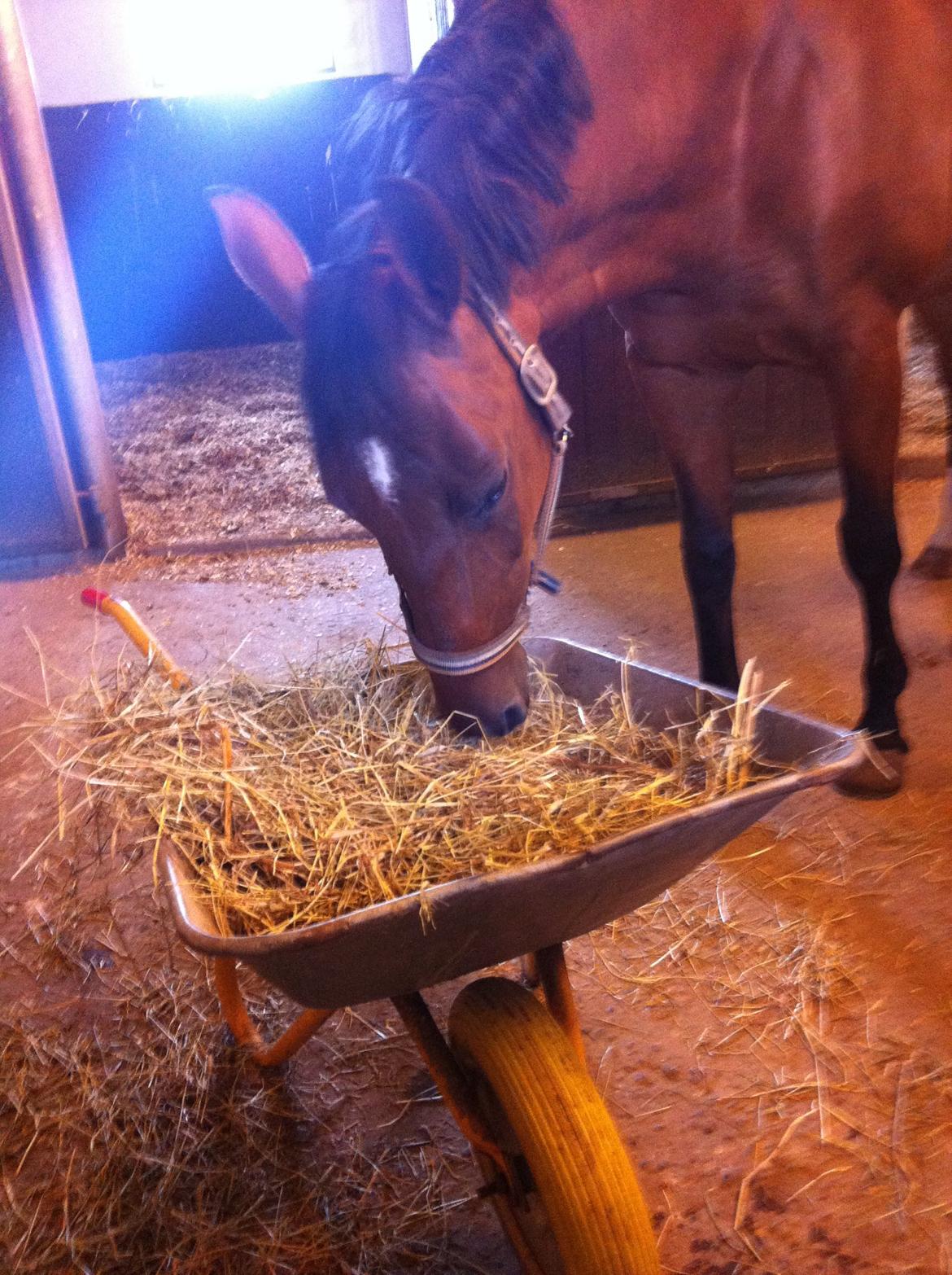 Dansk Varmblod Alexis billede 15