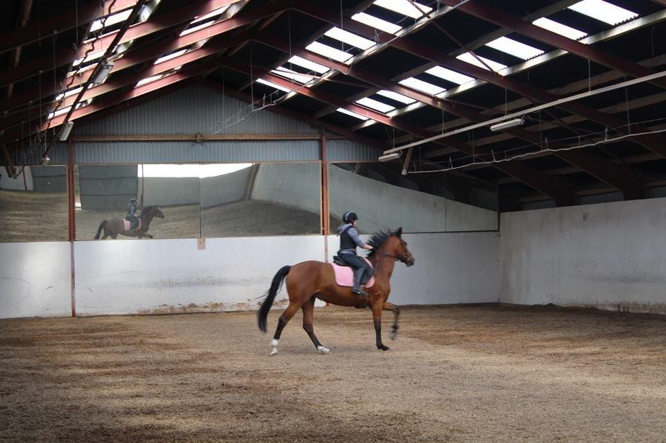 Dansk Varmblod Alexis billede 16