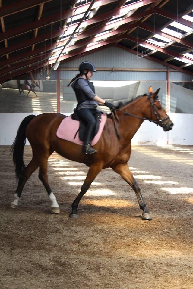 Dansk Varmblod Alexis billede 17