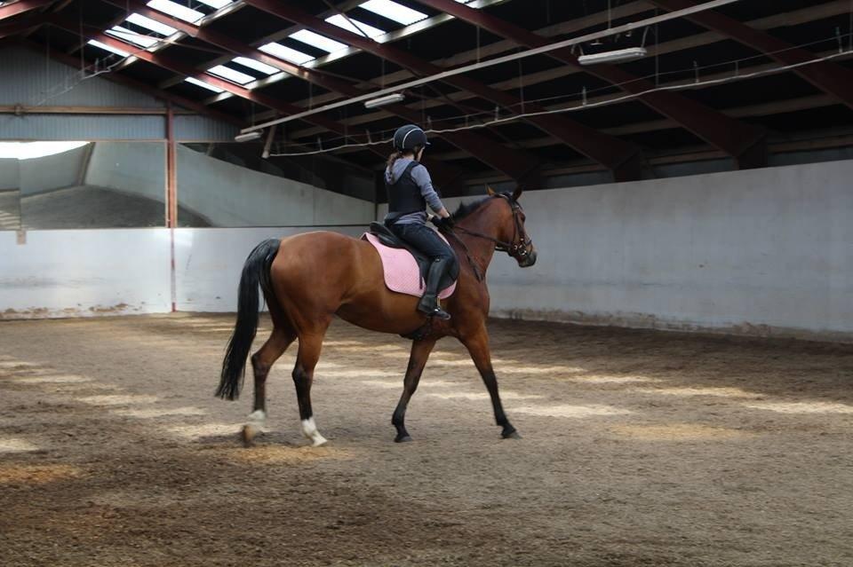 Dansk Varmblod Alexis billede 18