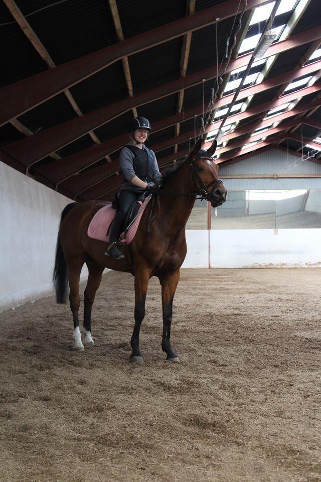 Dansk Varmblod Alexis billede 13