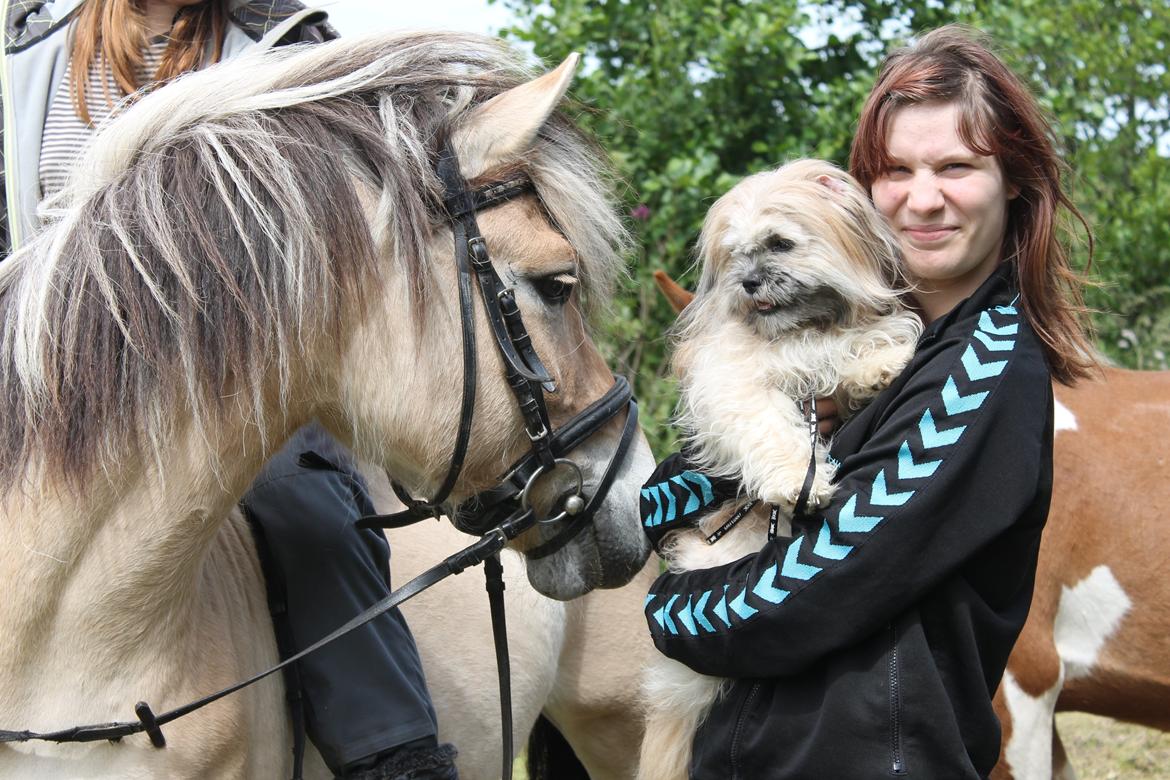 Fjordhest | Tarzan - Tarzan snakker med vores nye hund-Sommer 2013 billede 11