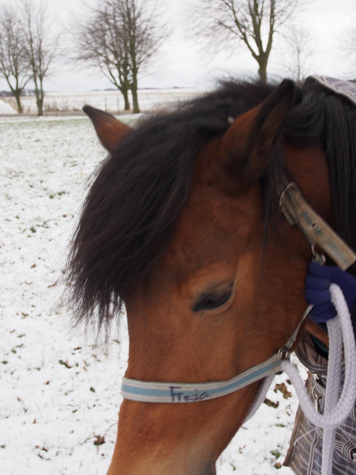 Anden særlig race Freja - tak fordi i kiggede med💞 billede 11