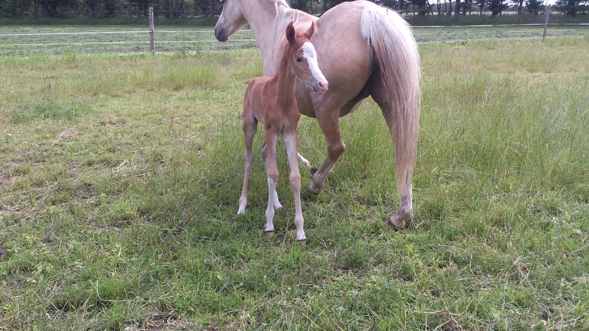 Welsh Partbred (Sec F) Stald Amour´s Commodore billede 8