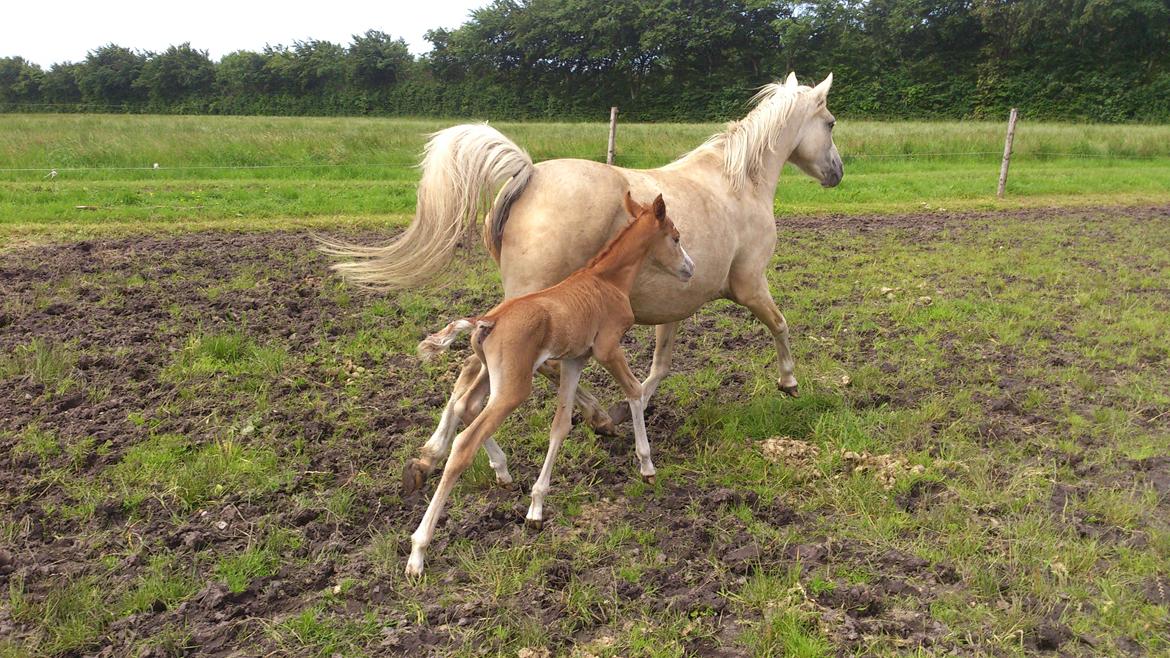 Welsh Partbred (Sec F) Stald Amour´s Commodore billede 10