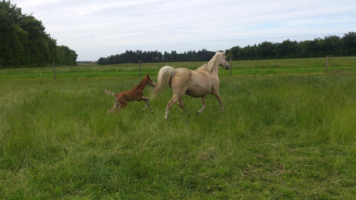 Welsh Partbred (Sec F) Stald Amour´s Commodore billede 9