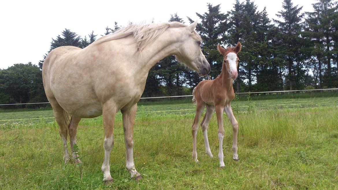 Welsh Partbred (Sec F) Stald Amour´s Commodore billede 7