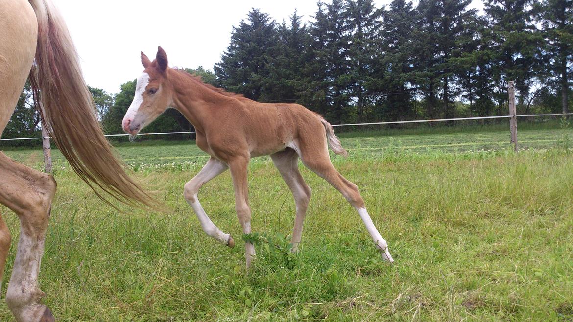 Welsh Partbred (Sec F) Stald Amour´s Commodore billede 5