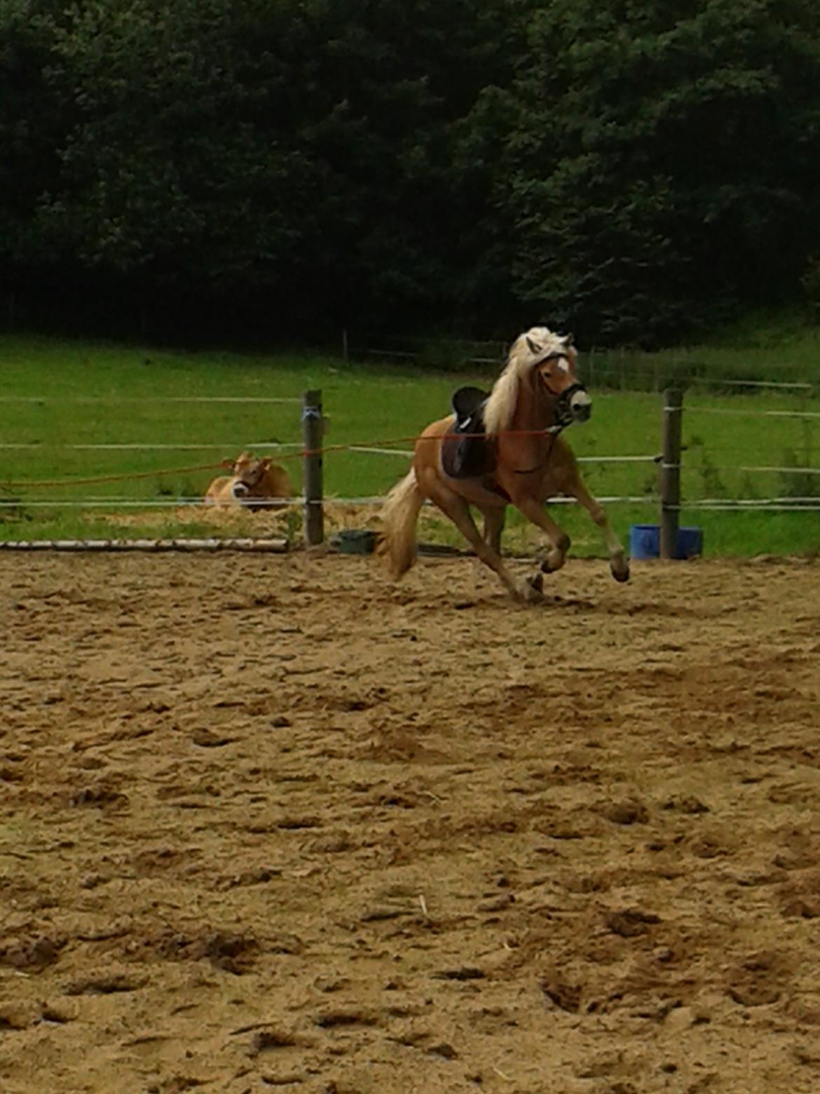 Tyroler Haflinger Fannie af Stenbek billede 14