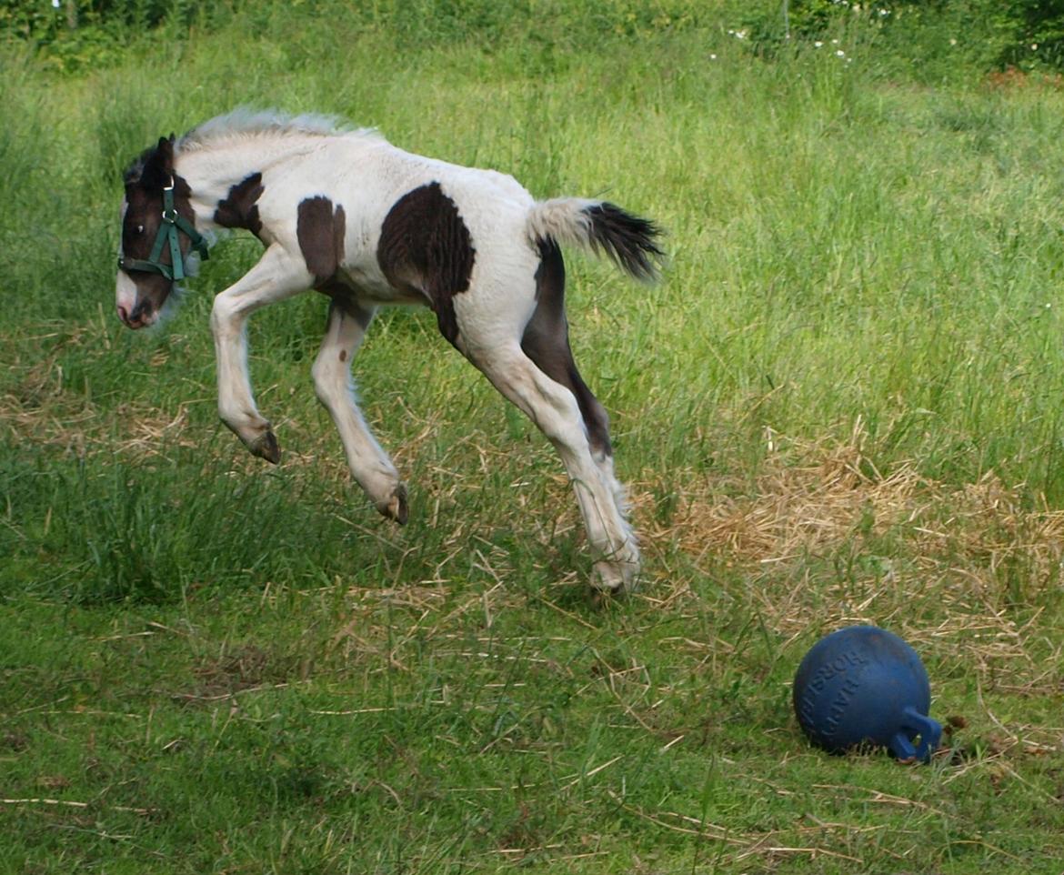 Irish Cob Beer's Mr. Prezident billede 13