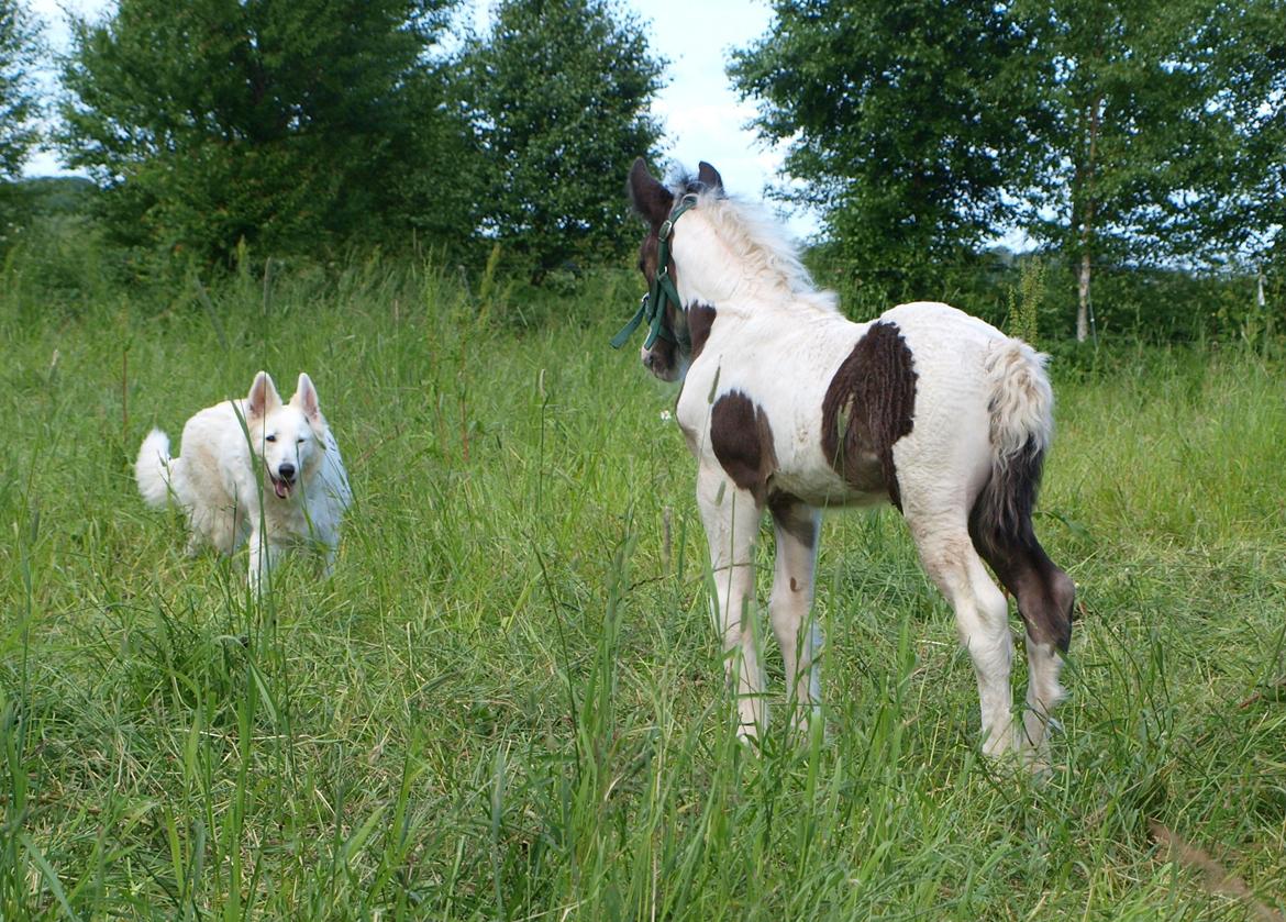 Irish Cob Beer's Mr. Prezident billede 14