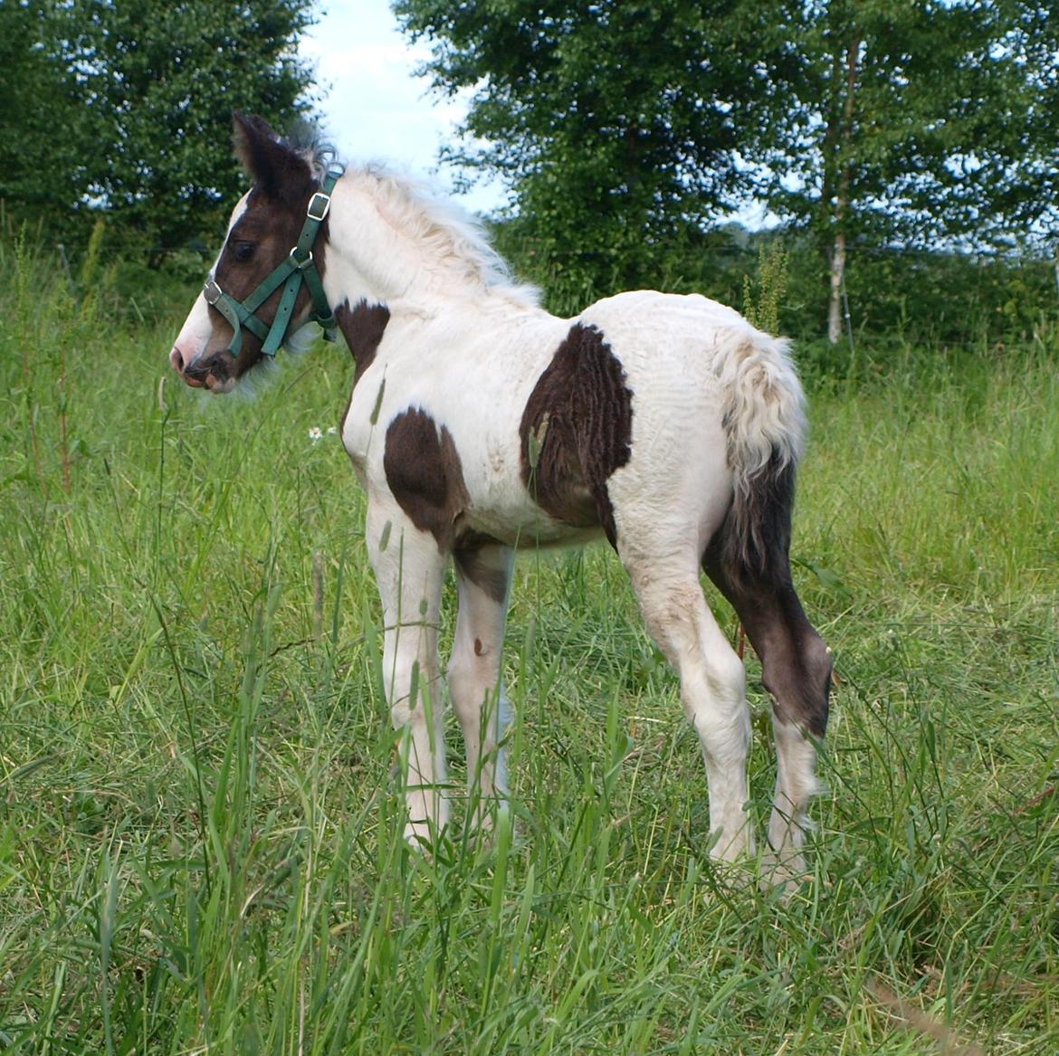 Irish Cob Beer's Mr. Prezident billede 15