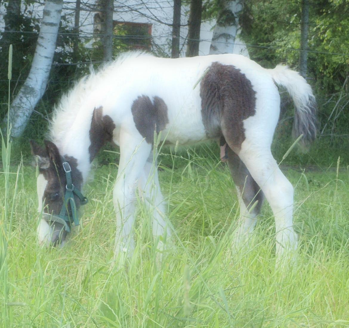 Irish Cob Beer's Mr. Prezident billede 16