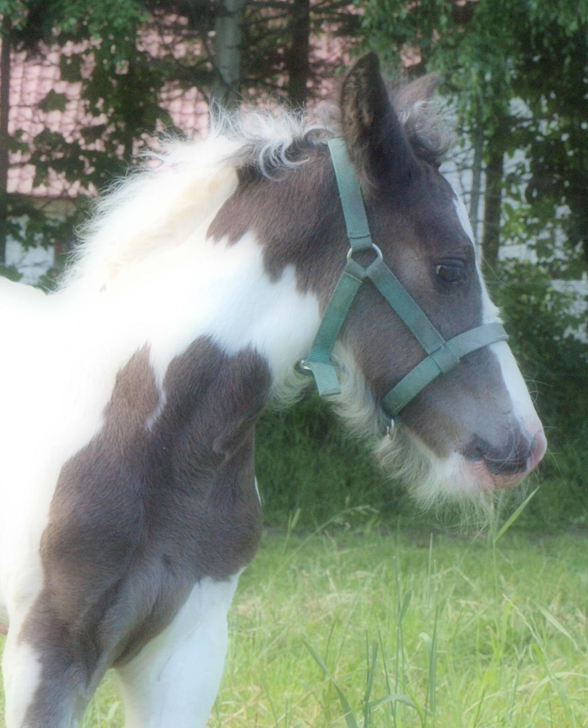 Irish Cob Beer's Mr. Prezident billede 17