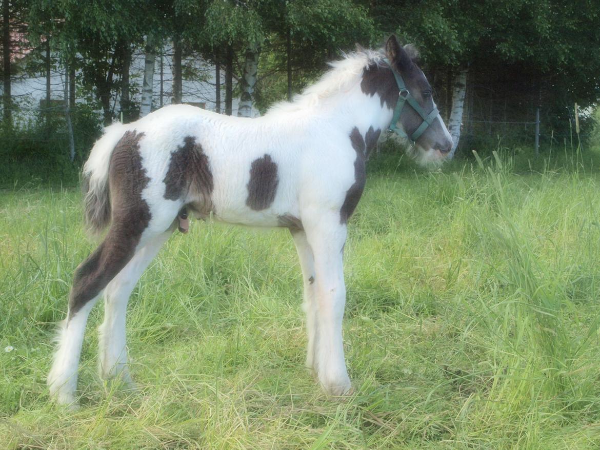 Irish Cob Beer's Mr. Prezident billede 18