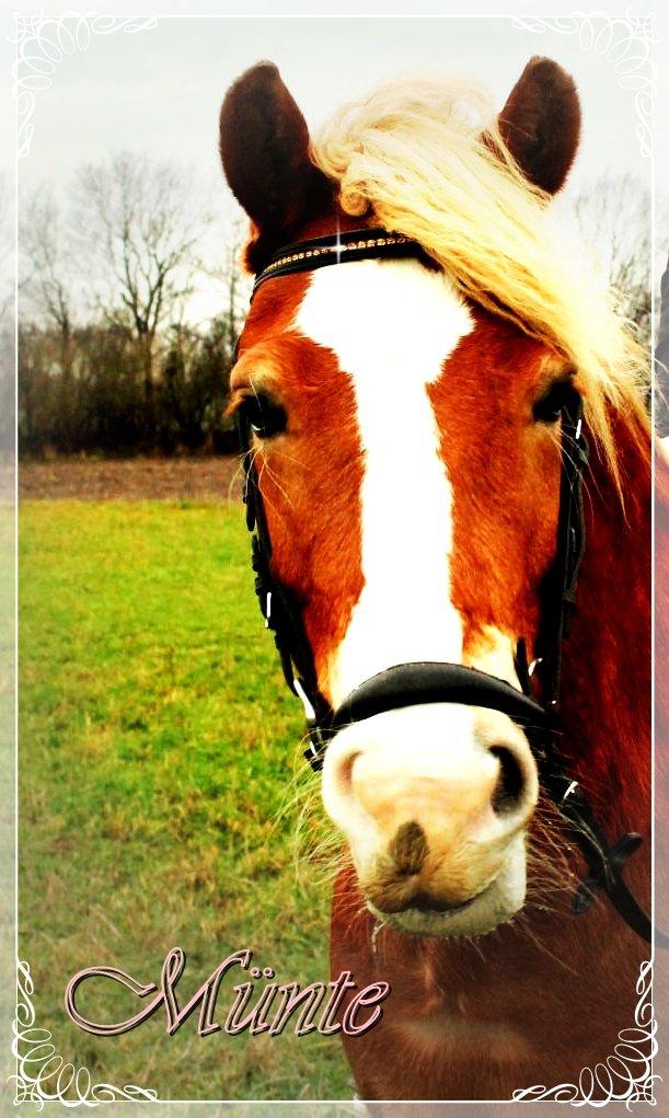 Haflinger Münthe ~ "Pony" - tidl. part  billede 16