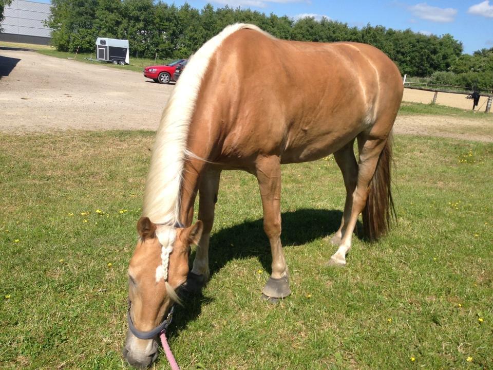 Haflinger Mimosa - Lækkermås billede 7