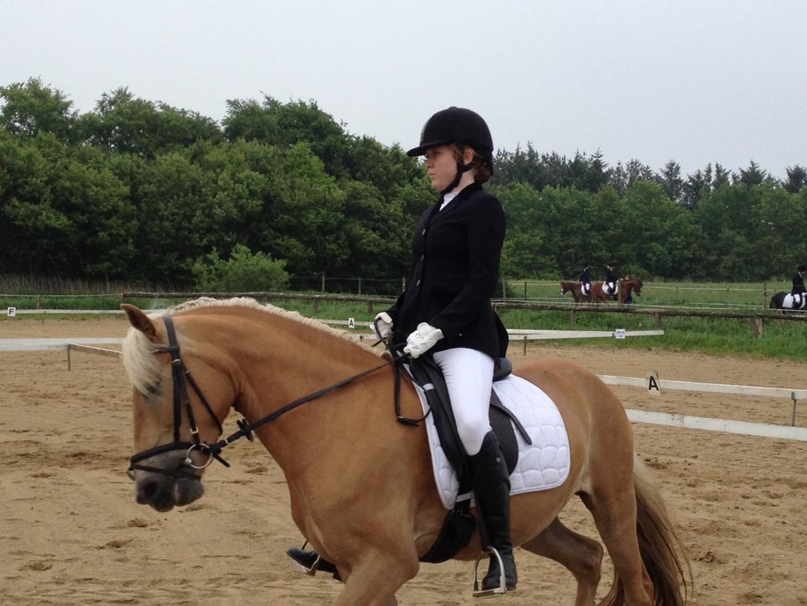 Haflinger Mimosa - Regionsstævne d. 01/06-2013 billede 10