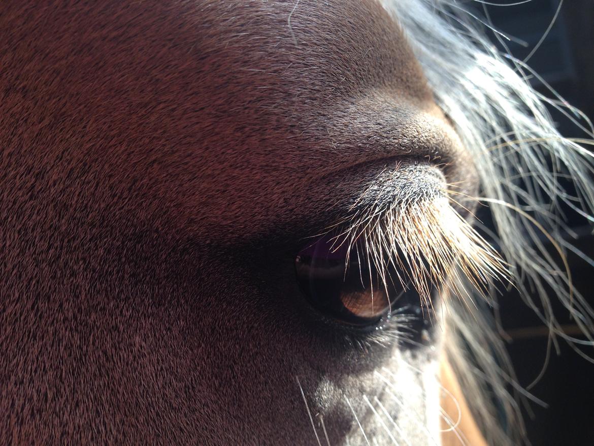 Haflinger Mimosa billede 16