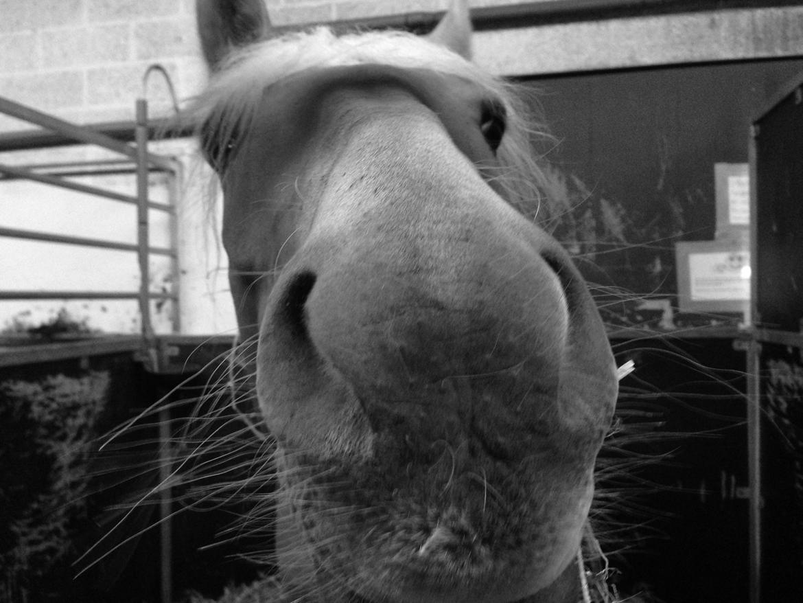 Haflinger Mimosa - If you give your horse your heart, she will carry it for you  billede 17