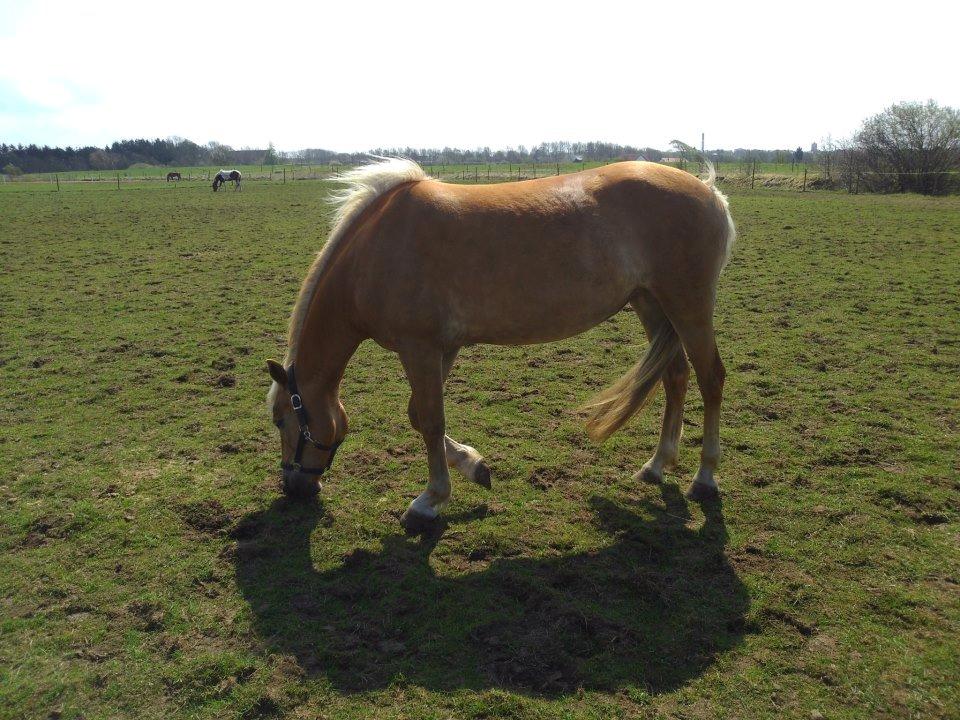 Haflinger Mimosa billede 18