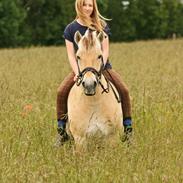 Fjordhest Freja Grønlund