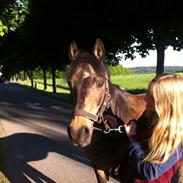 Welsh Partbred (Sec F) Cooper