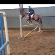 Welsh Cob (sec D) Sophie