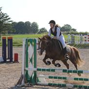 Welsh Cob (sec D) Sophie