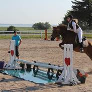 Welsh Cob (sec D) Sophie