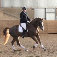 Dansk Varmblod Las vegas Z