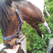 Shetlænder Ambassador (Basse) *himmelhest*