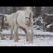 Irish Cob Harmonys Golden Roy