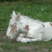 Irish Cob Harmonys Golden Roy