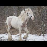 Irish Cob Harmonys Golden Roy