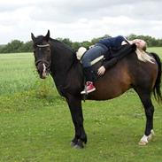 Anden særlig race Beauty