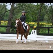 Anden særlig race Nemo