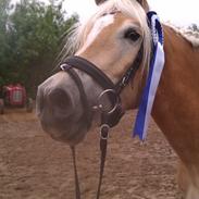 Tyroler Haflinger Akando - UDM GULD!