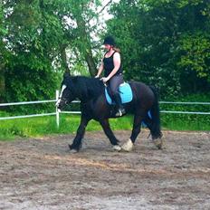 Anden særlig race Herkules