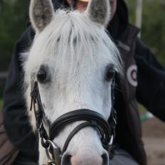 Anden særlig race Blida