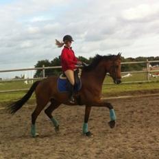 Dansk Varmblod Baunehøjens Florida