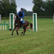 Anden særlig race Zivas [Tidl. lånepony]